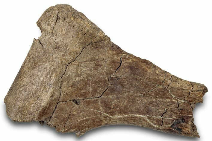 Hadrosaur (Edmontosaurus) Rib Bone - Wyoming #265706
